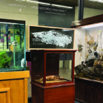 Relic (temporary installation) at The Thomas McCulloch Museum, Dalhousie University. Photo by Sym Corrigan.